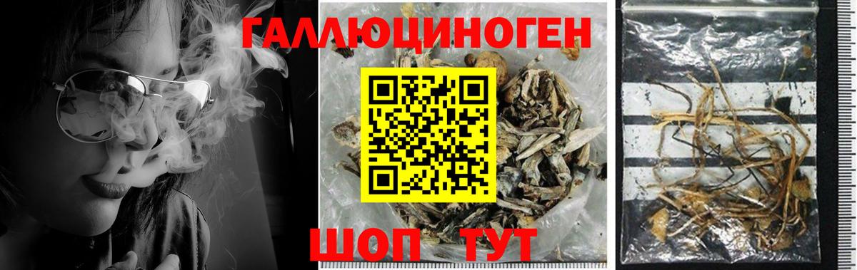 Псилоцибиновые грибы Cubensis  Вход с VPN  Гусиноозёрск  Псилоцибиновые грибы Magic Shrooms 
